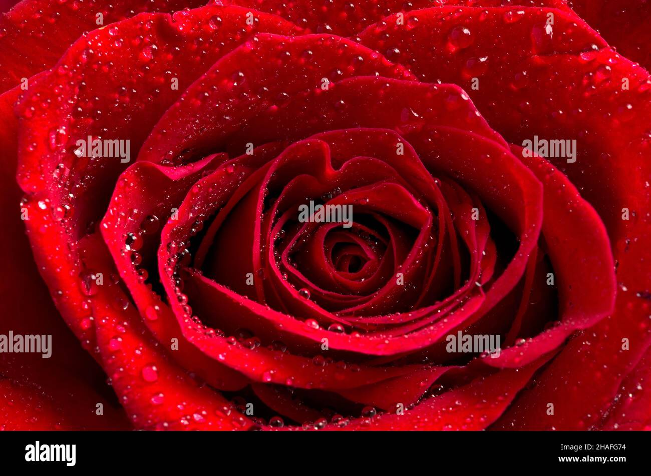 Macro Image of a Beautiful Red Rose with Water Droplets Horizontal ...