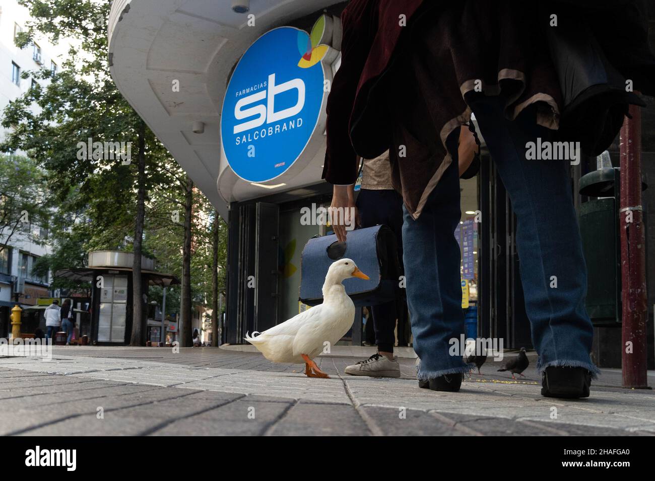 Santiago, Metropolitana, Chile. 12th Dec, 2021. A man walks through the center of Santiago with his pet, a duck, in Chile. (Credit Image: © Matias Basualdo/ZUMA Press Wire) Stock Photo