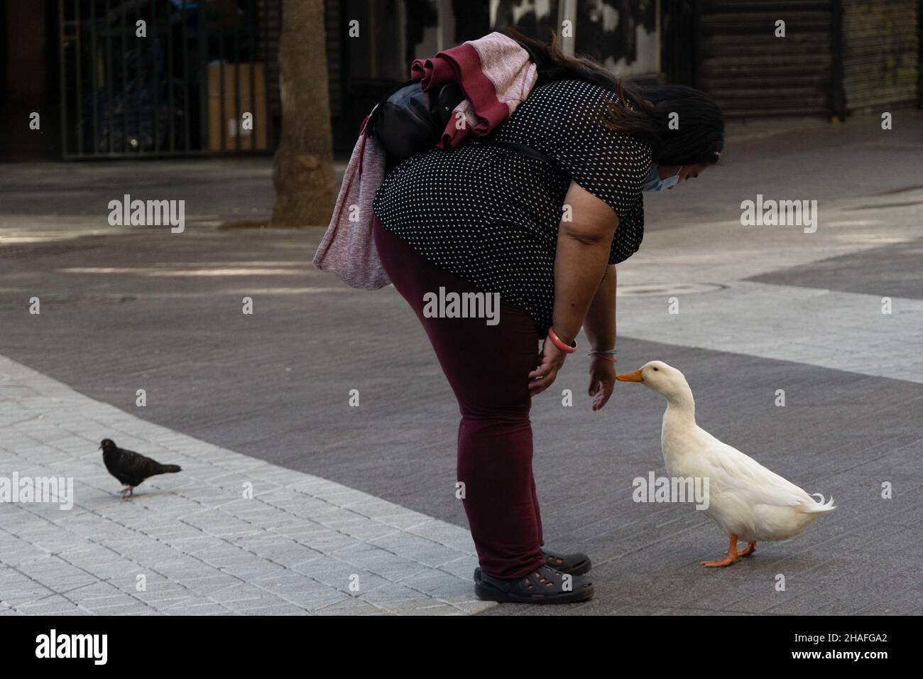 Santiago, Metropolitana, Chile. 12th Dec, 2021. A woman greets her friend's pet, a duck, in downtown Santiago, Chile. (Credit Image: © Matias Basualdo/ZUMA Press Wire) Stock Photo