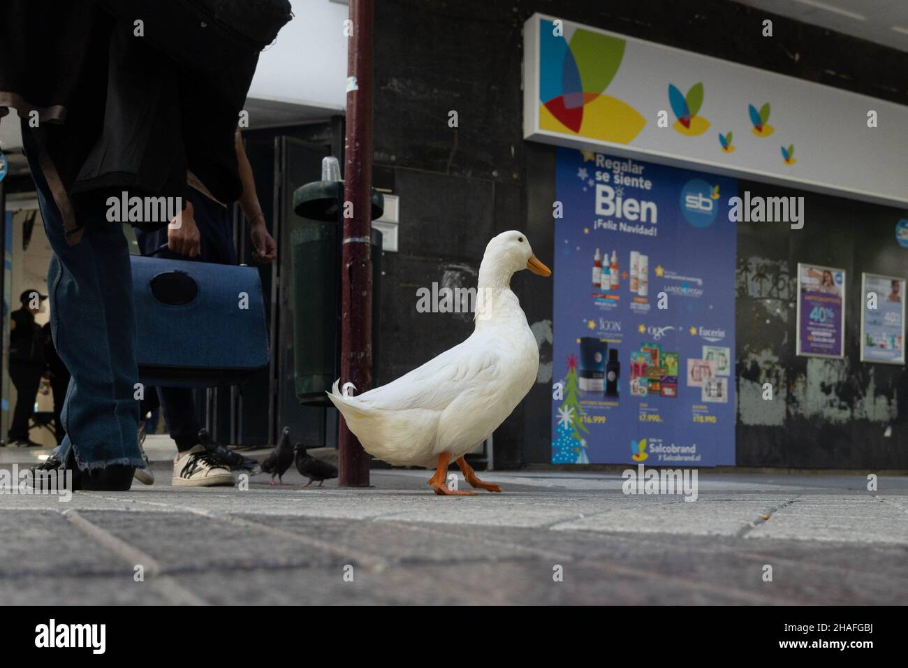 Santiago, Metropolitana, Chile. 12th Dec, 2021. A man walks through the center of Santiago with his pet, a duck, in Chile. (Credit Image: © Matias Basualdo/ZUMA Press Wire) Stock Photo
