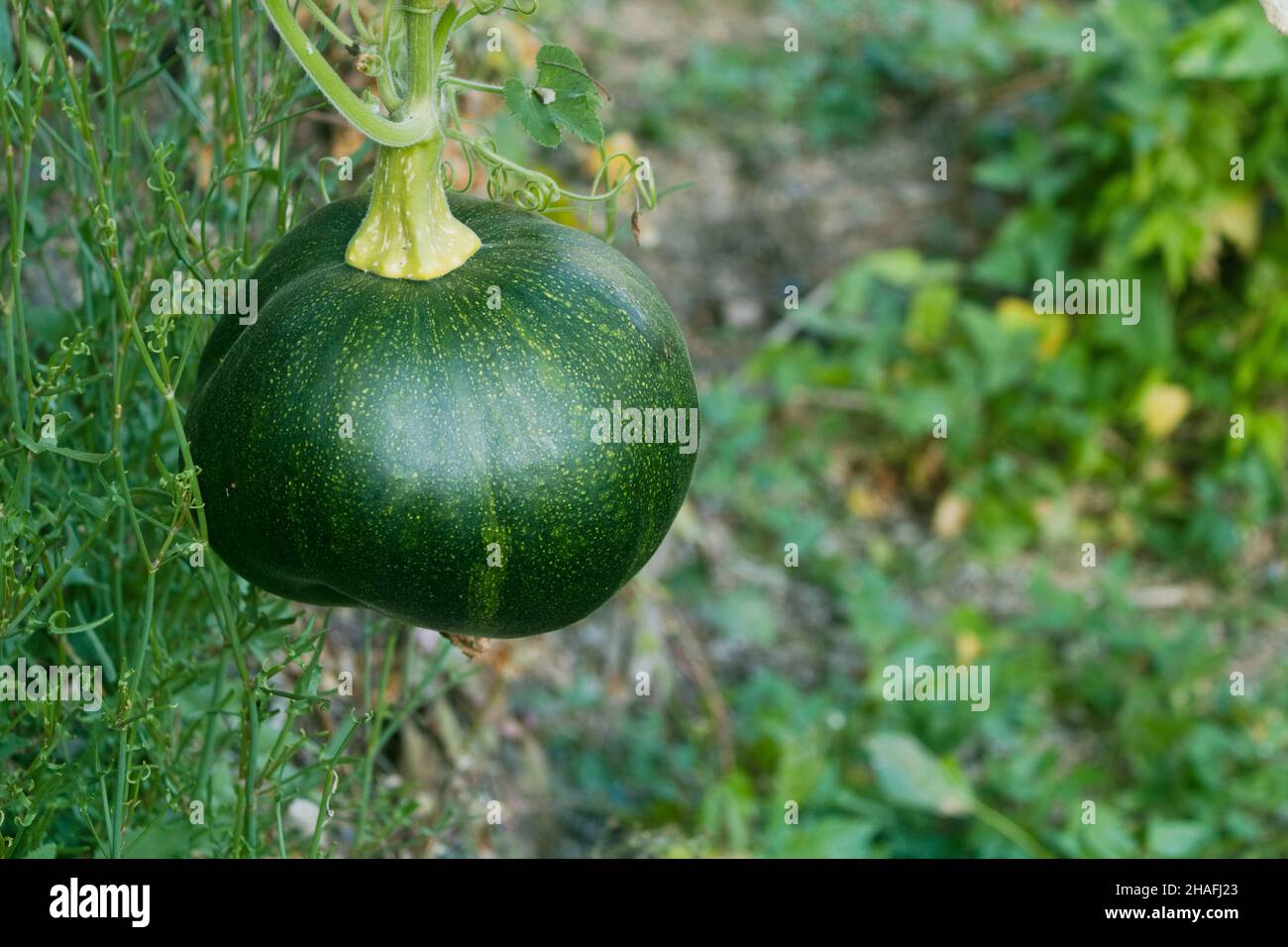 gem squash growing naturally in field of grass Stock Photo Alamy
