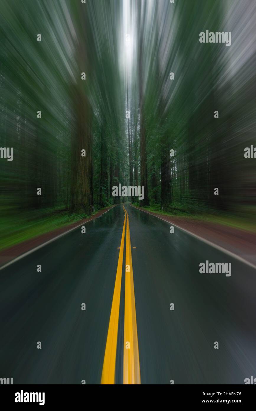 Selective blur wet road with yellow lines through redwood forest. Stock Photo