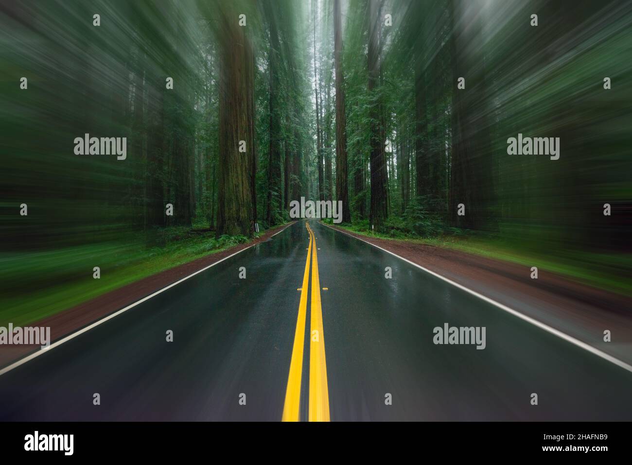 Selective blur wet road with yellow lines through redwood forest. Stock Photo