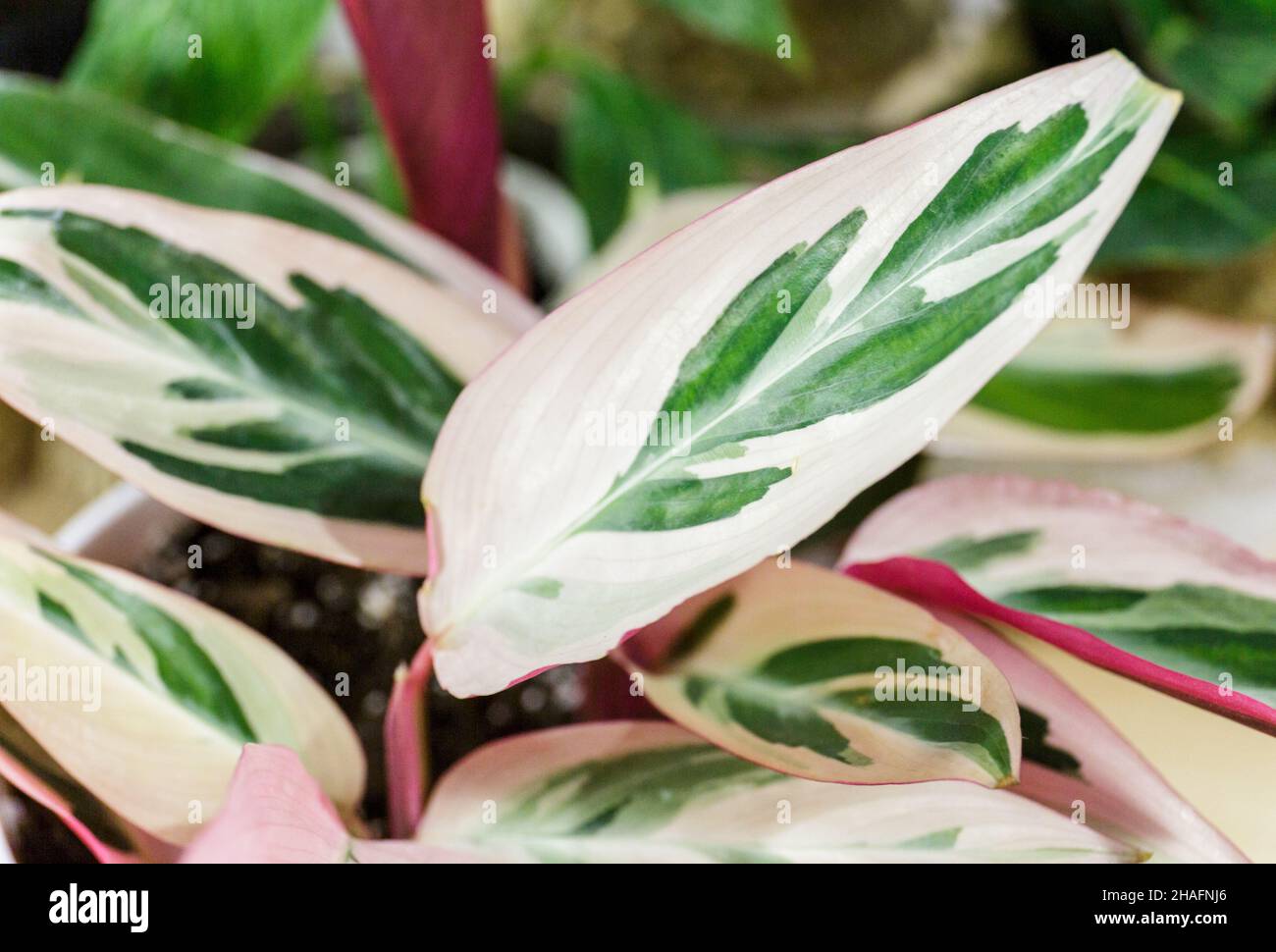 Stromanthe plant with white and pink stripes in a pot on the table. Indoor garden, home gardening. Home interior with flowers, close up Stock Photo