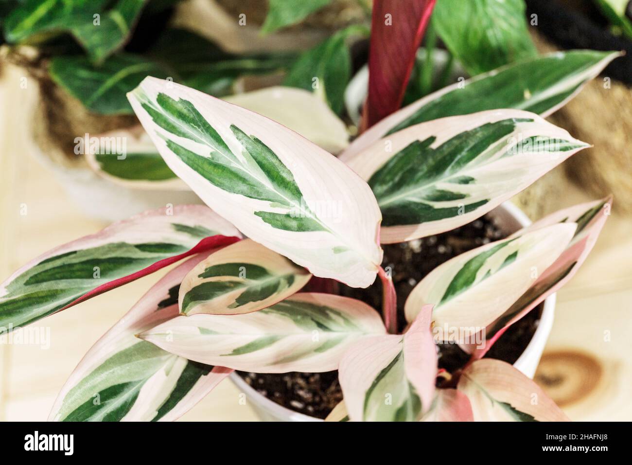 Stromanthe plant with white and pink stripes in a pot on the table. Indoor garden, home gardening. Home interior with flowers, close up Stock Photo