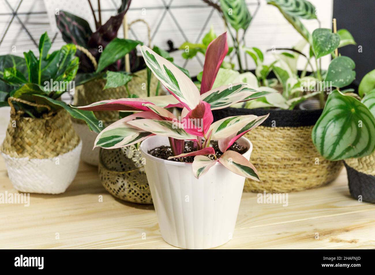 Stromanthe plant with white and pink stripes in a pot on the table. Indoor garden, home gardening. Home interior with flowers, close up Stock Photo