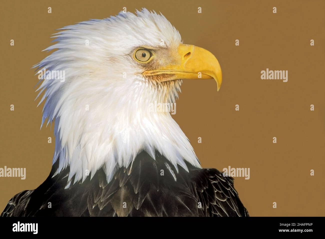 Mature Bald Eagle head portrait against blurred light brown background Stock Photo