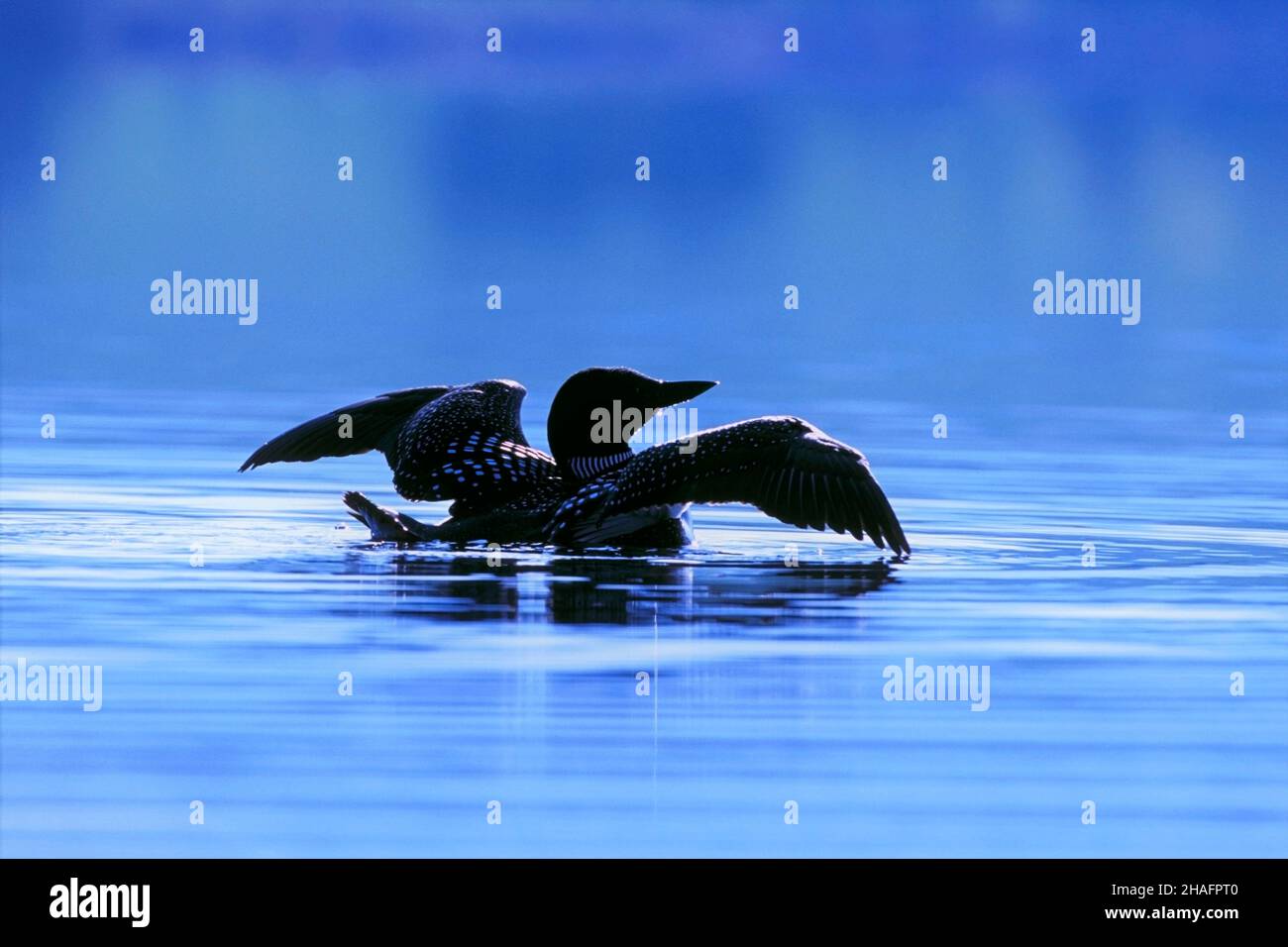Common Loon or Great Northern Diver in calm blue lake, wings spread, backlight. Stock Photo