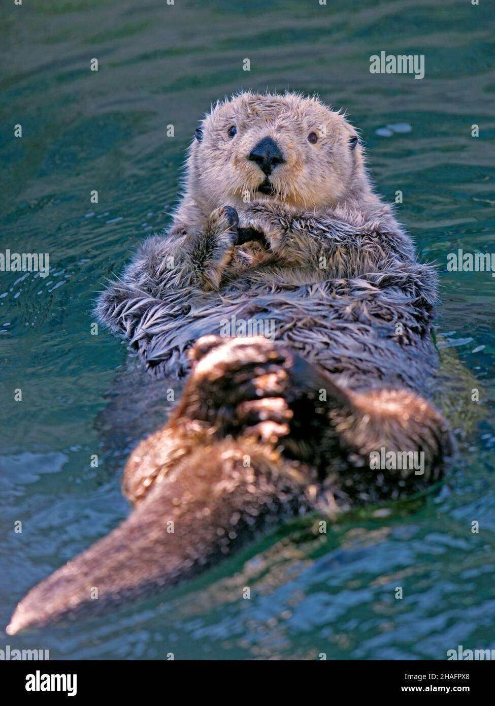 Adorable Sea otter in the water, floating on its back, looking up. Stock Photo