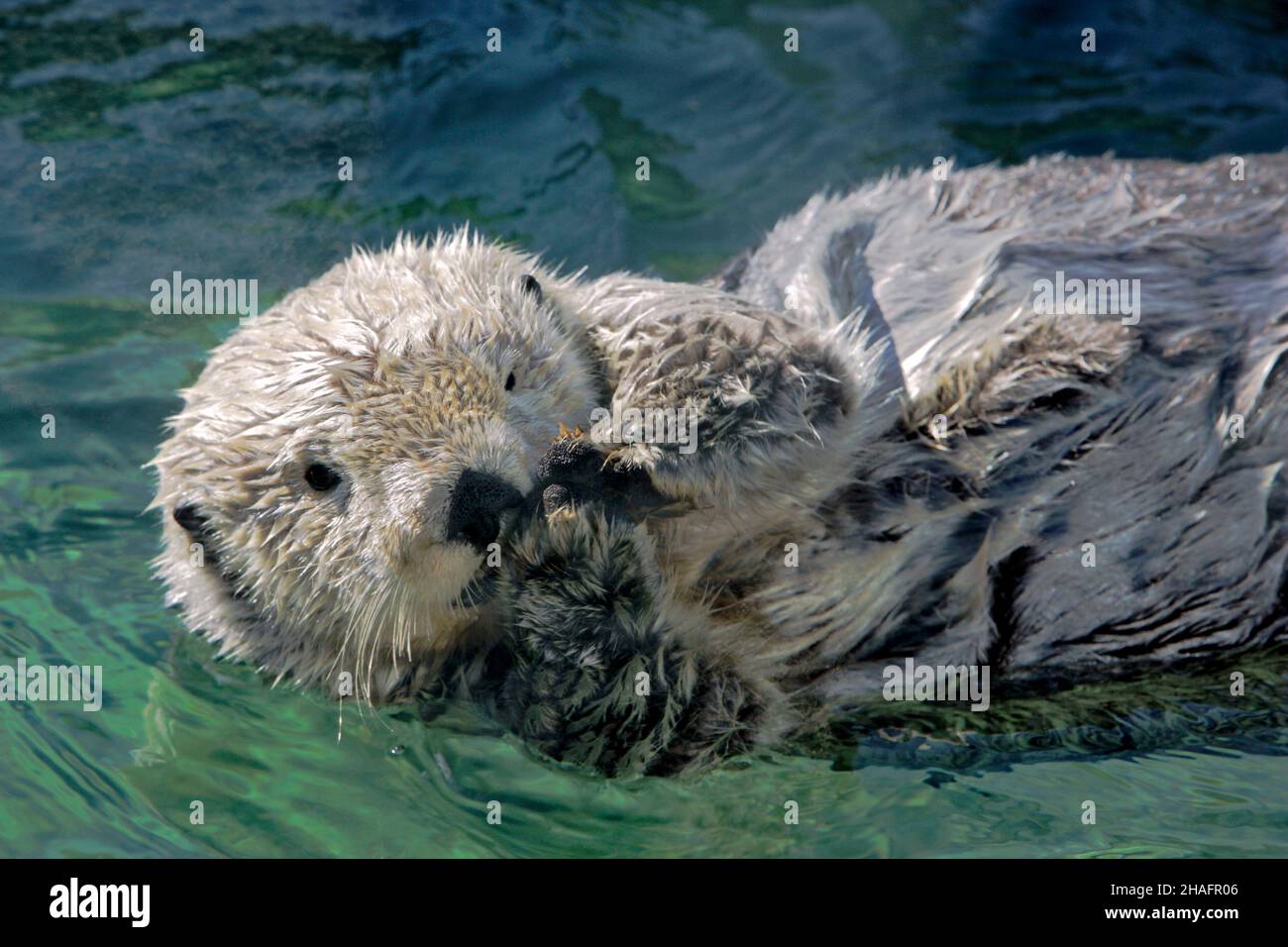 Cute Sea otter floating on its back, holding his paws together, watching interested. Stock Photo