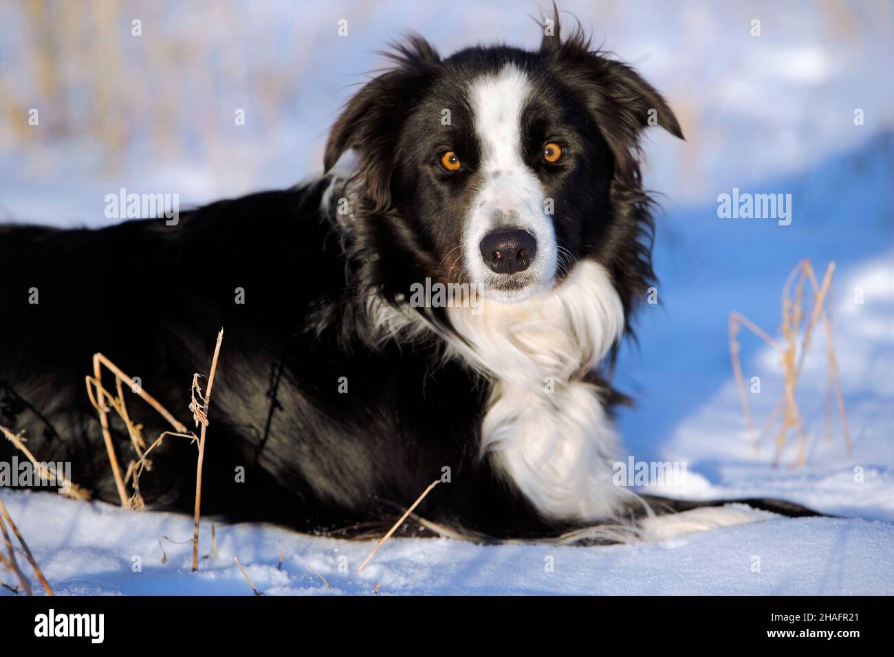 Border Collie laying in the snow, on sunny winter day, portrait closeup Stock Photo