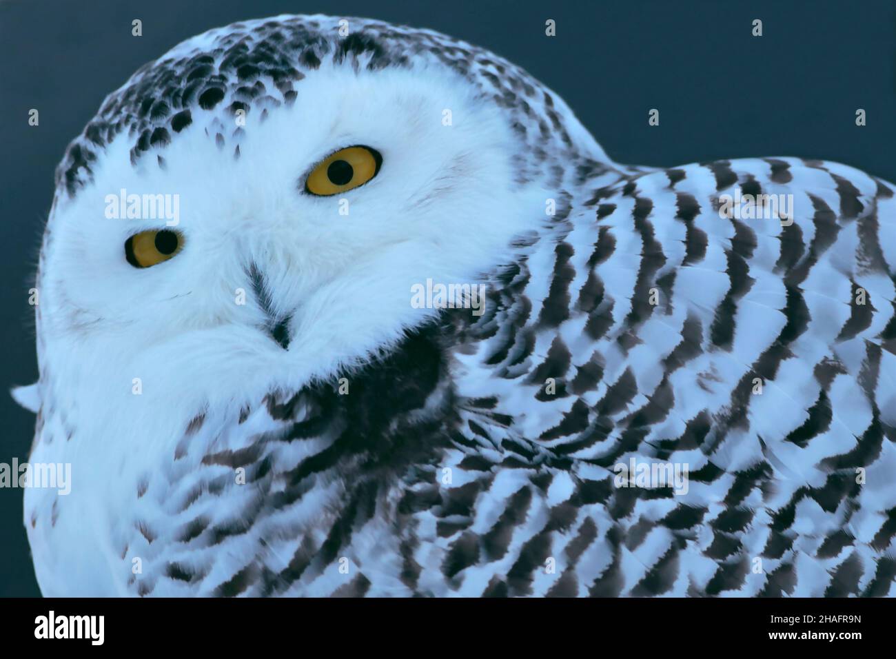 Closeup portrait of an beautiful Snowy Owl hunting, Bubo scandiacus. Stock Photo