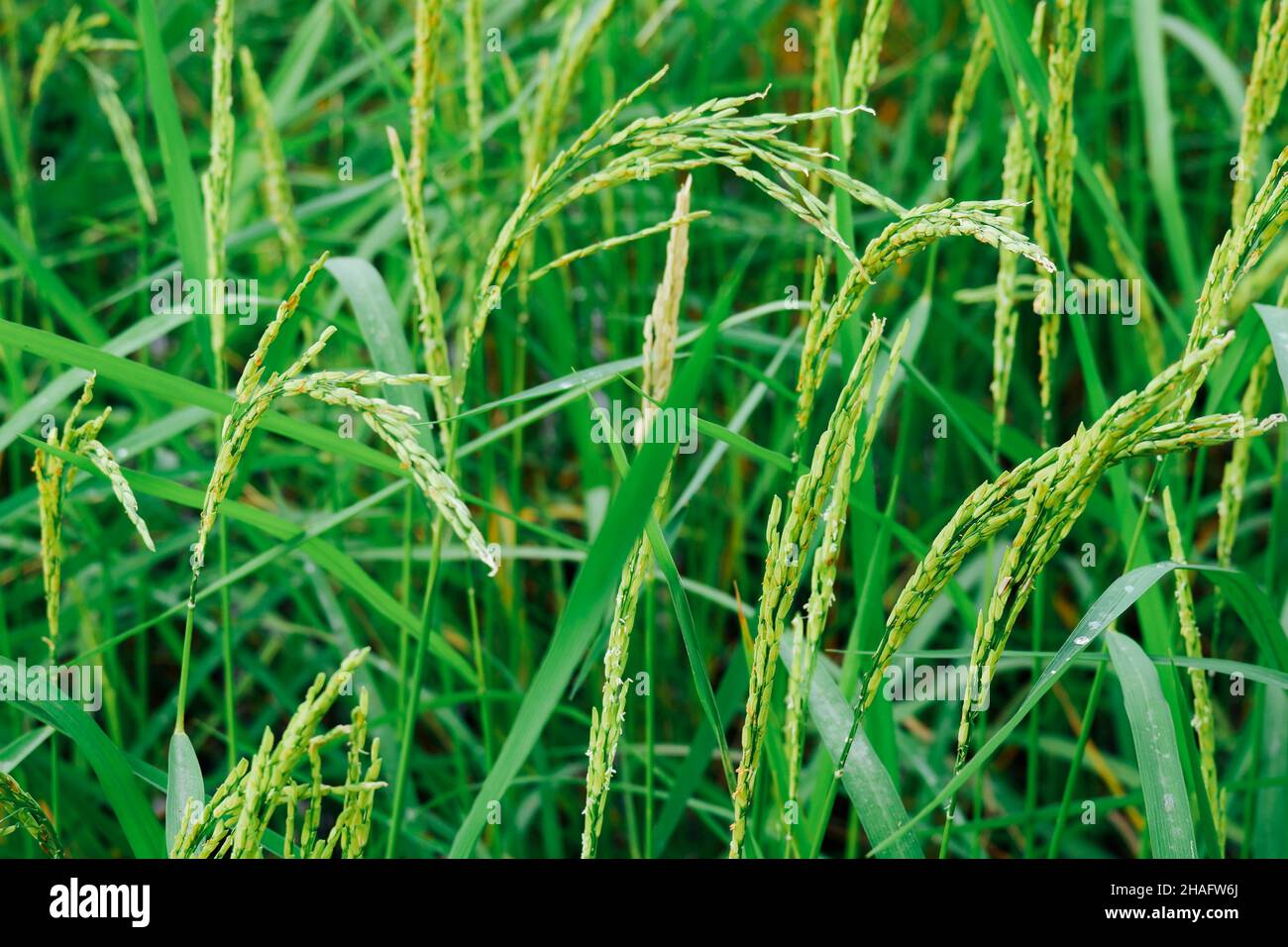Close-up of yellow green rice fields, landscape of rice plants in a field, rice plants in a rice field, a field of ripe rice grown in Thailand. Stock Photo