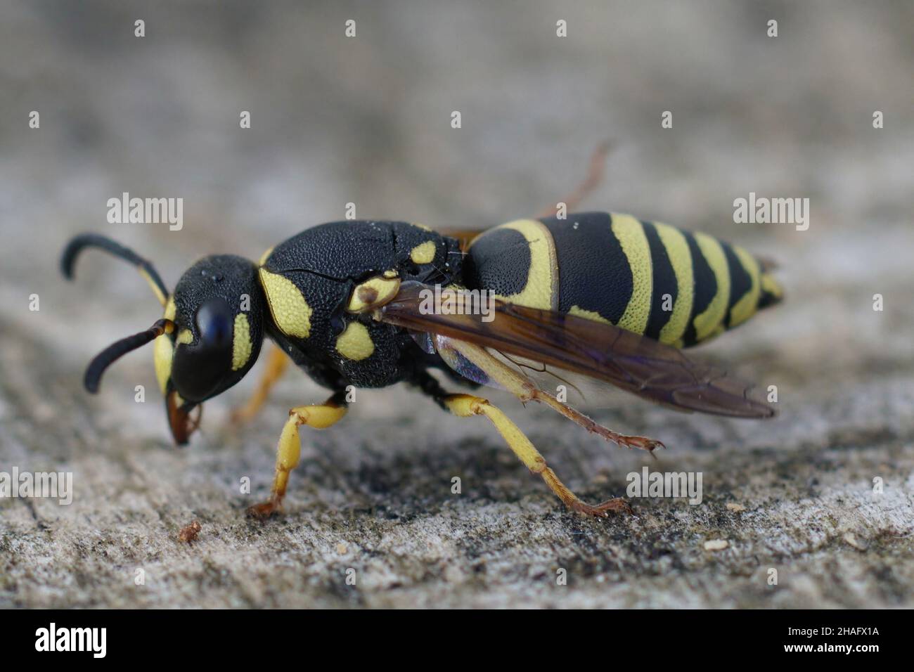 Detailed closeup of a colorful , yellow wasp , Euodynerus from the Gard, France Stock Photo