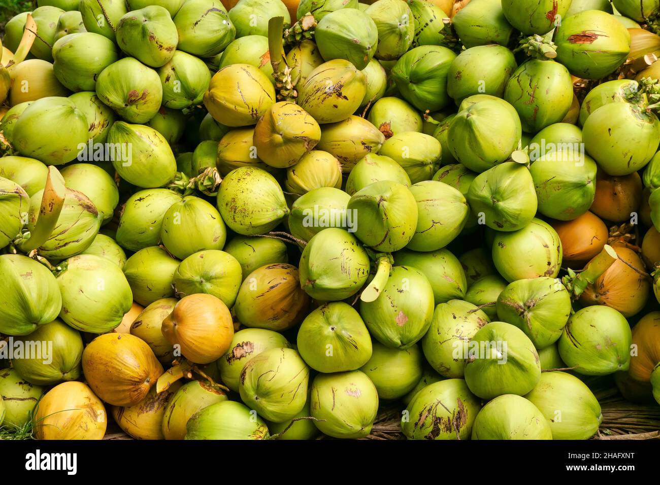 Overhead view of a large pile of freshly harvested coconuts in the Philippines, where copra production is an important industry. Stock Photo