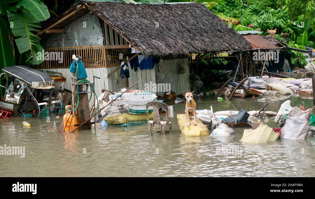 Baco Oriental Mindoro Philippines July 23 21 A Dog Finds A Safe Place To Sit In The Flooded Yard Of A Welding Business On The National Highway Stock Photo Alamy
