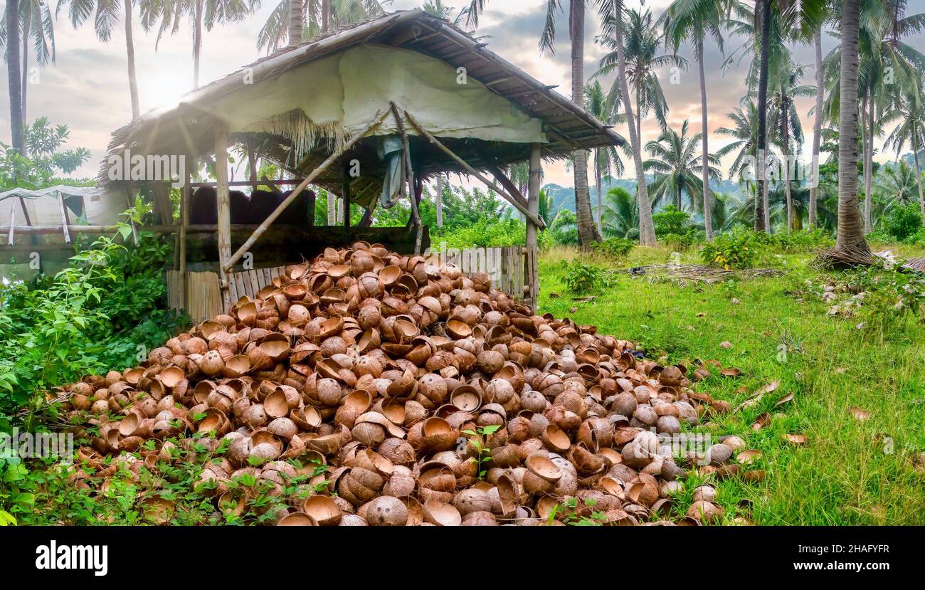 A large pile of cut coconut husks outside a homemade shed on Mindoro Island, where they will be carbonized and turned into charcoal, a popular cooking Stock Photo