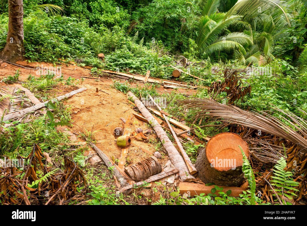 High angle view of a stump, red sawdust, bark, and debris from the recent cutting of a coconut palm tree in a lush green forest in the Philippines, to Stock Photo