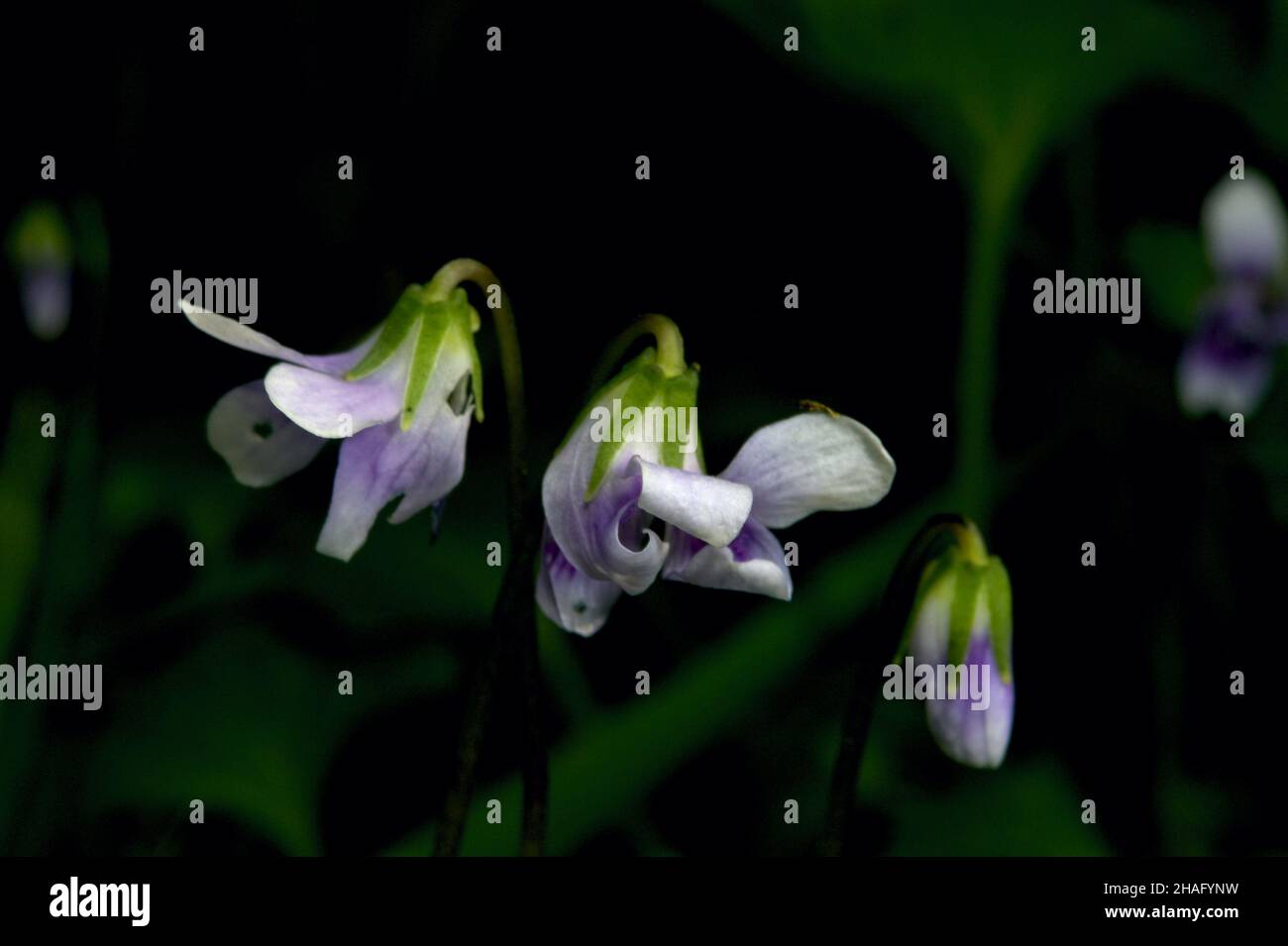 Ivy Leaved Violets (Viola Hederacea) are one of my favourite native flowers. They are very small, so lying on the ground is necessary for a good photo Stock Photo