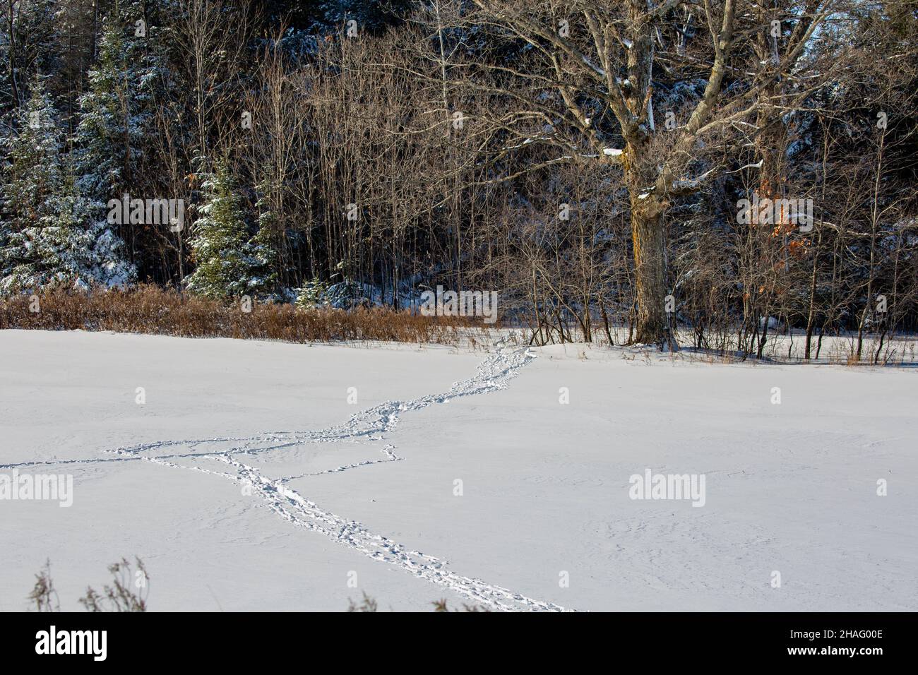 Wild turkey tracks after a Wisconsin snow storm in December, horizontal