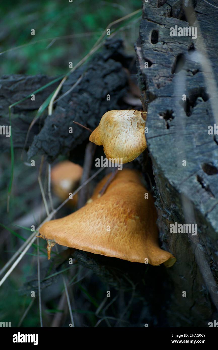 I've called this a Bell Fungus because of its shape. I've spent hours trying to identify it, but all I've got is it's a polypore. Must be rare! Stock Photo