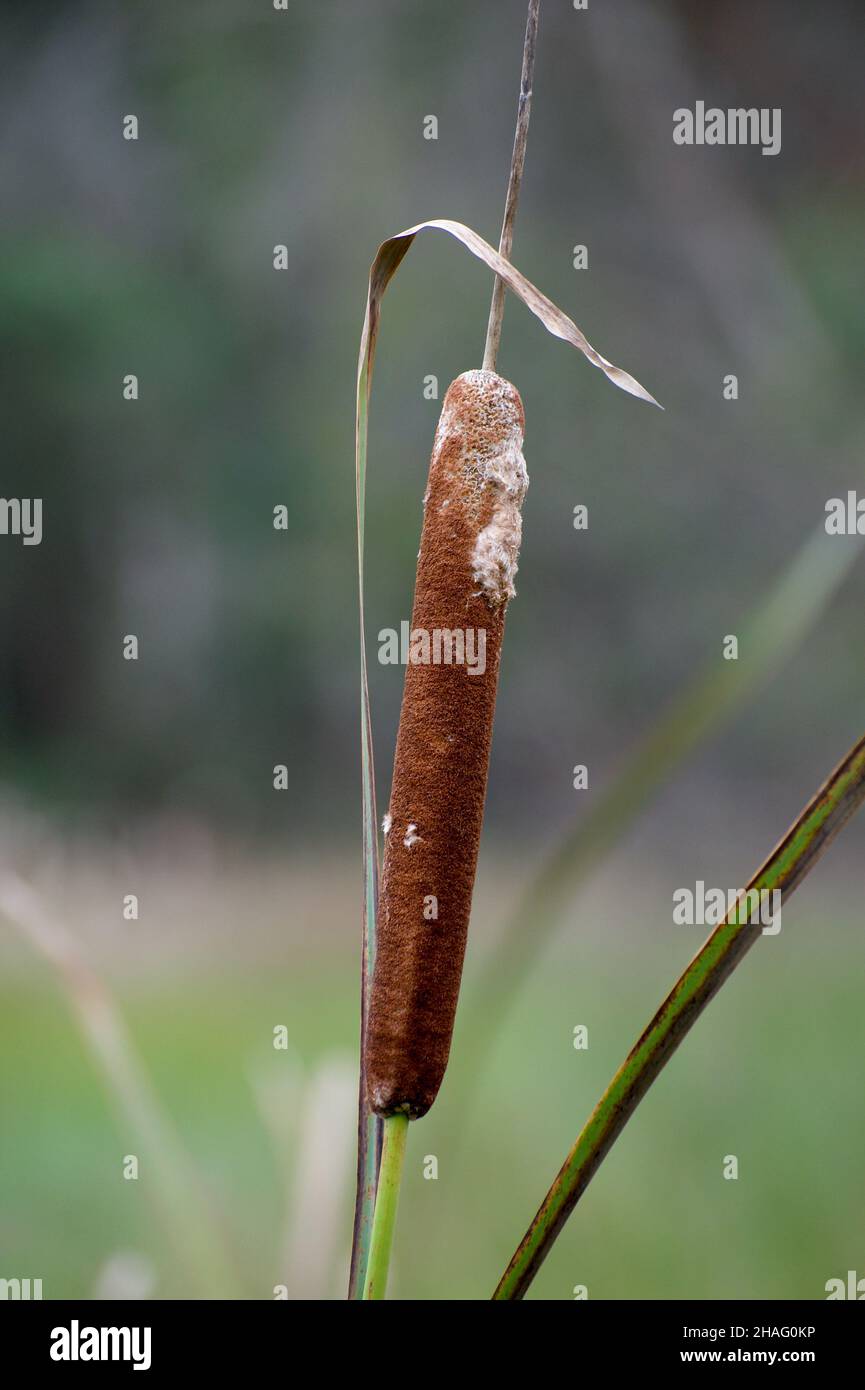 Bullrushes (Typha Domingensis), known in Australia as Cumbungi, line the shore of Jells Park Lake in Wheelers Hill, Victoria, Australia. Stock Photo