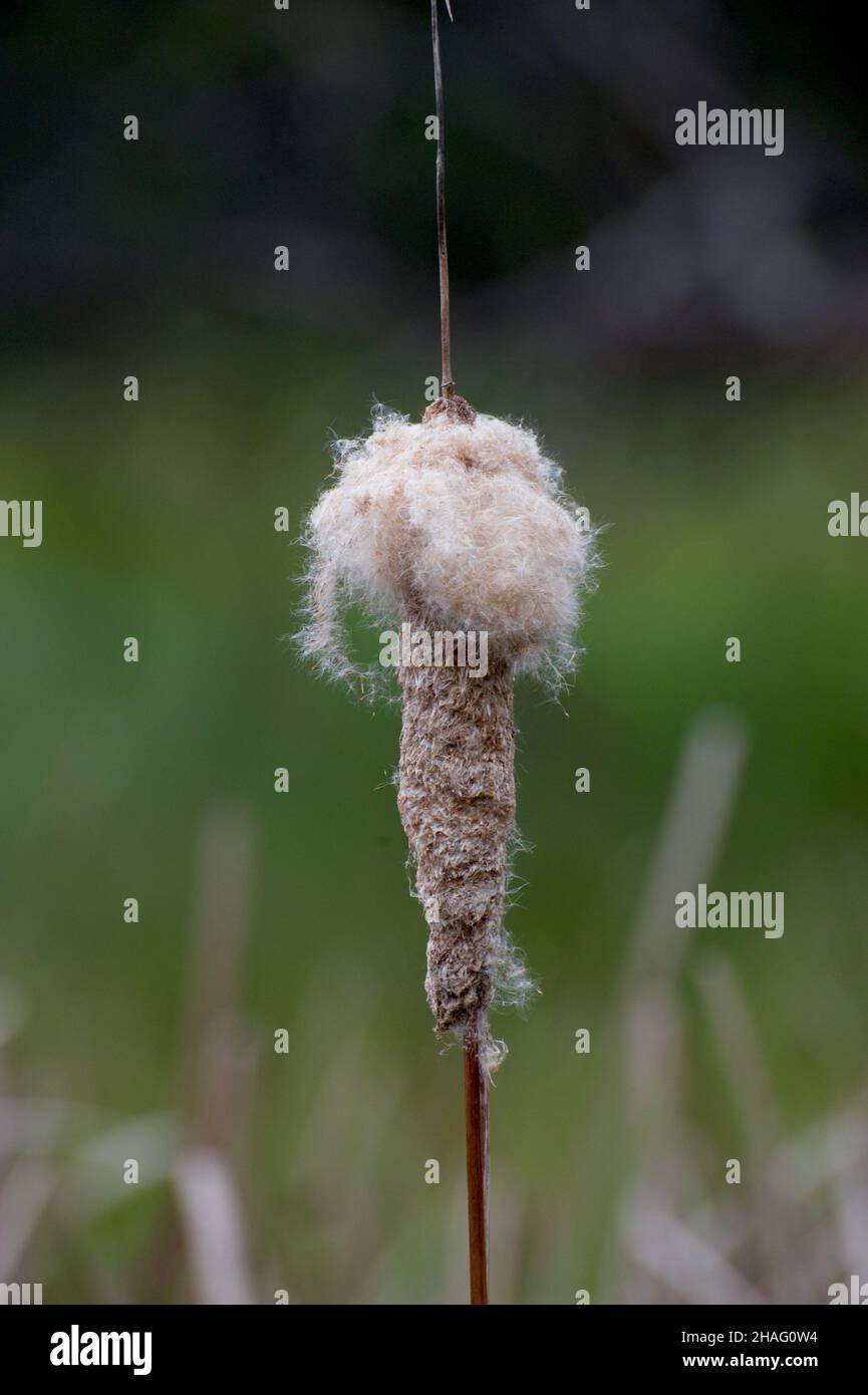 Bullrushes (Typha Domingensis), known in Australia as Cumbungi, line the shore of Jells Park Lake in Wheelers Hill, Victoria, Australia. Stock Photo