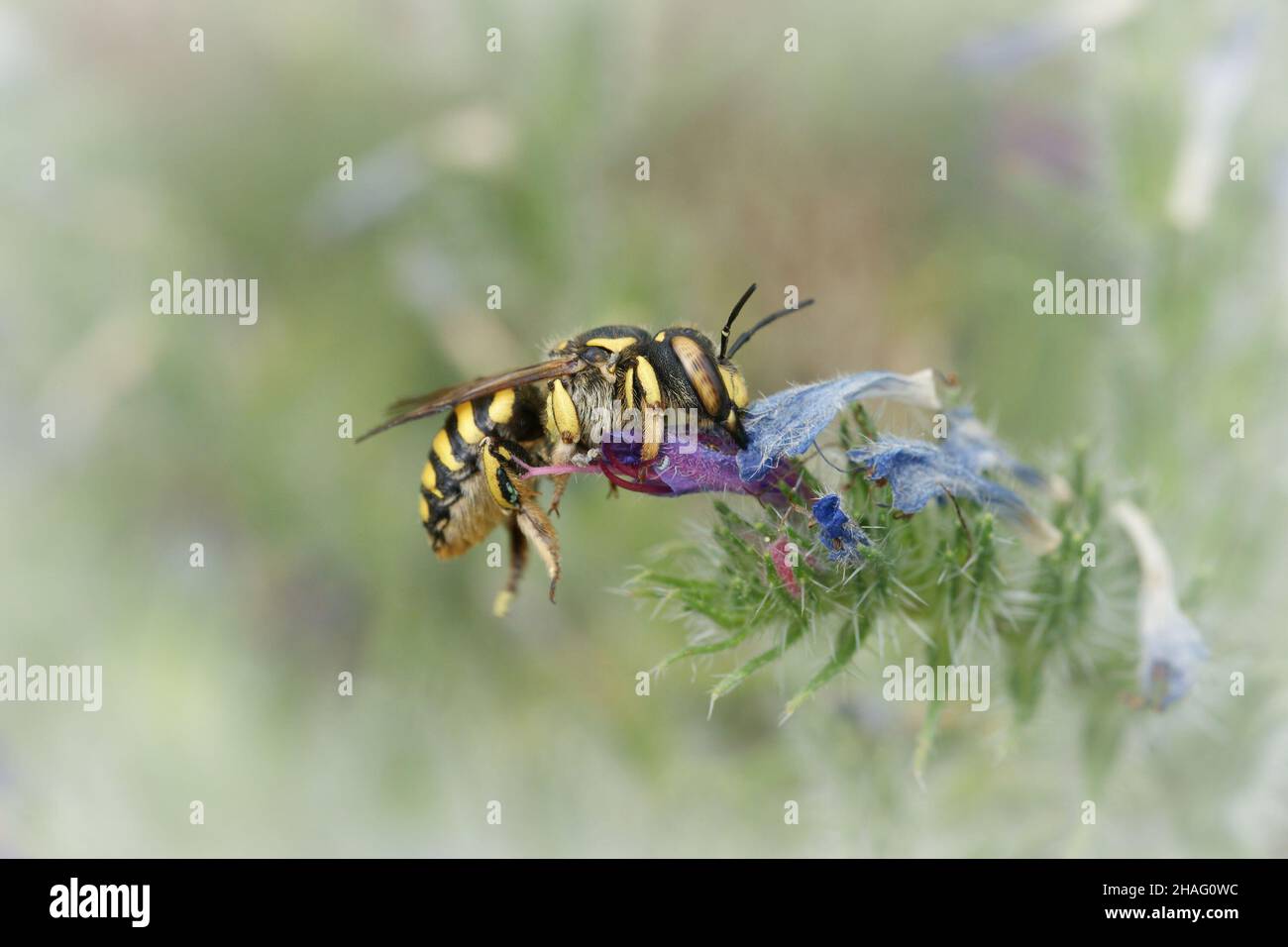 Closeup of a carder bee , Anthidium florentinum, on blue flowers of Viper's bugloss , Echium vulgare in Gard, France Stock Photo