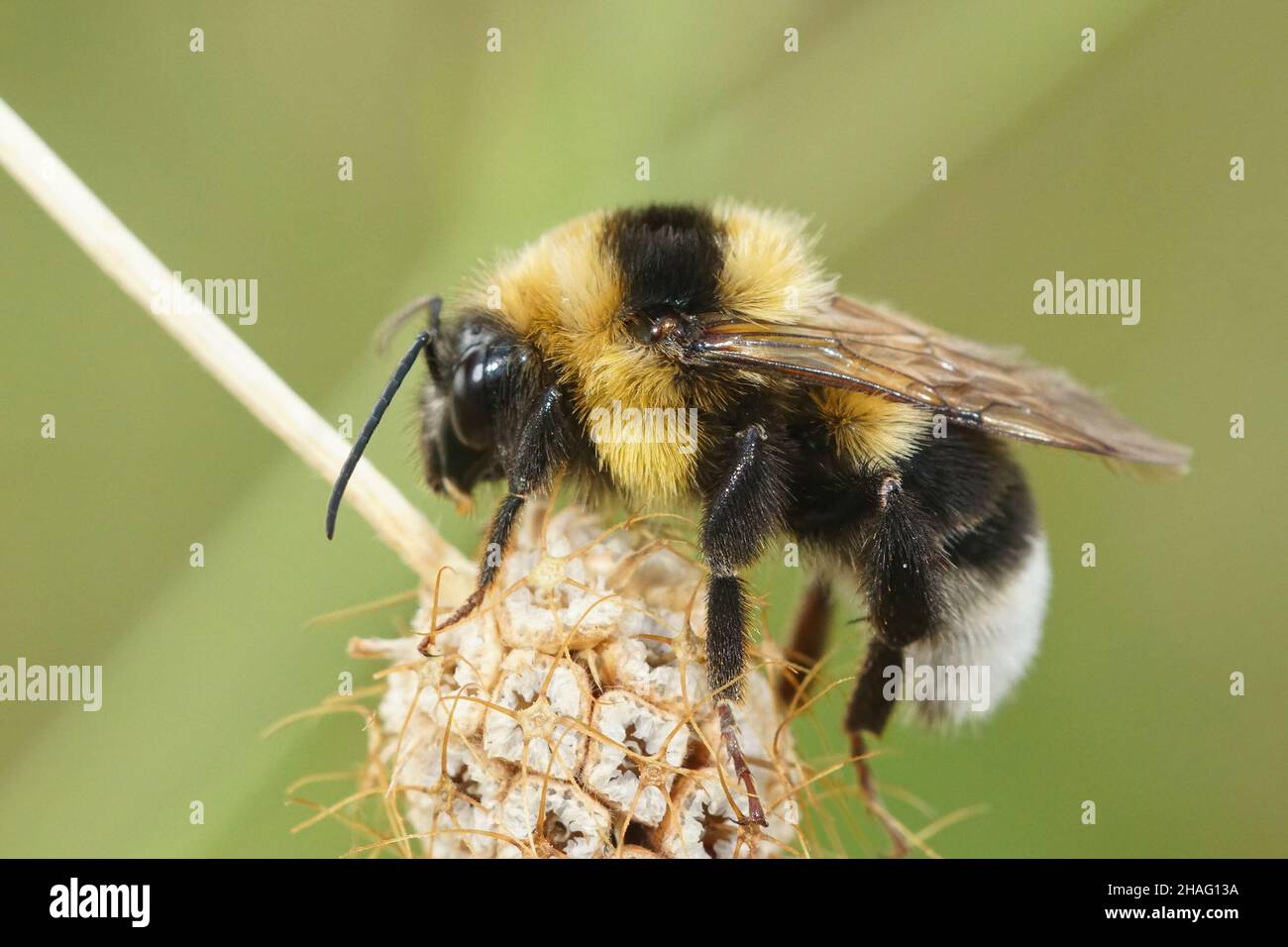 Closeup of a queen large garden or ruderal bumblebee , Bombus ruderatus in Gard, France Stock Photo