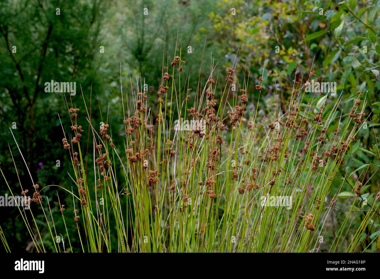 These rushes are Juncus Procerus. There are lots of Juncus species in Australia, and this is one of the most common - yet has no common name! Stock Photo