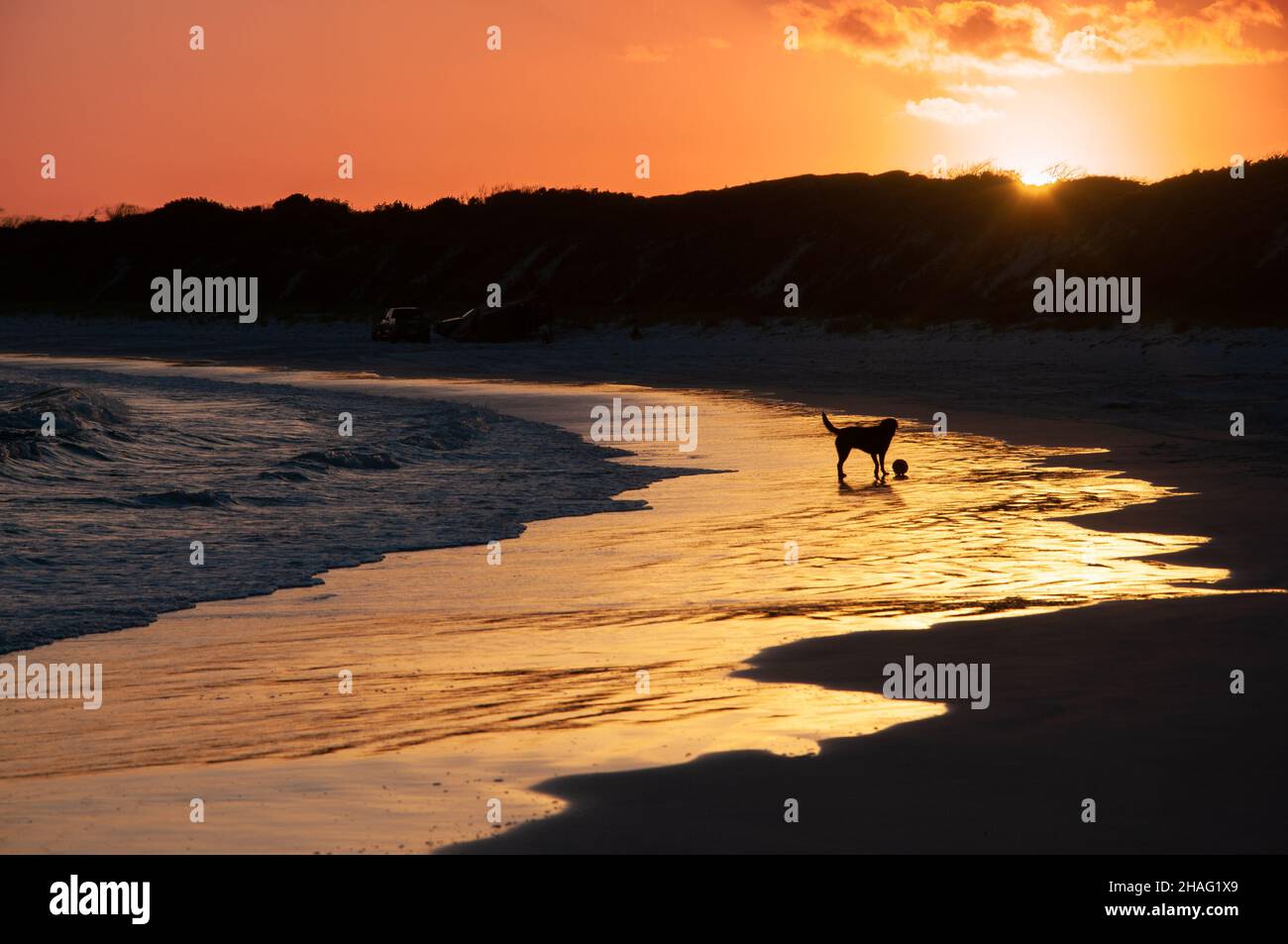 Dog silhouette playing on a beach with sunset in the background - Australia. Stock Photo