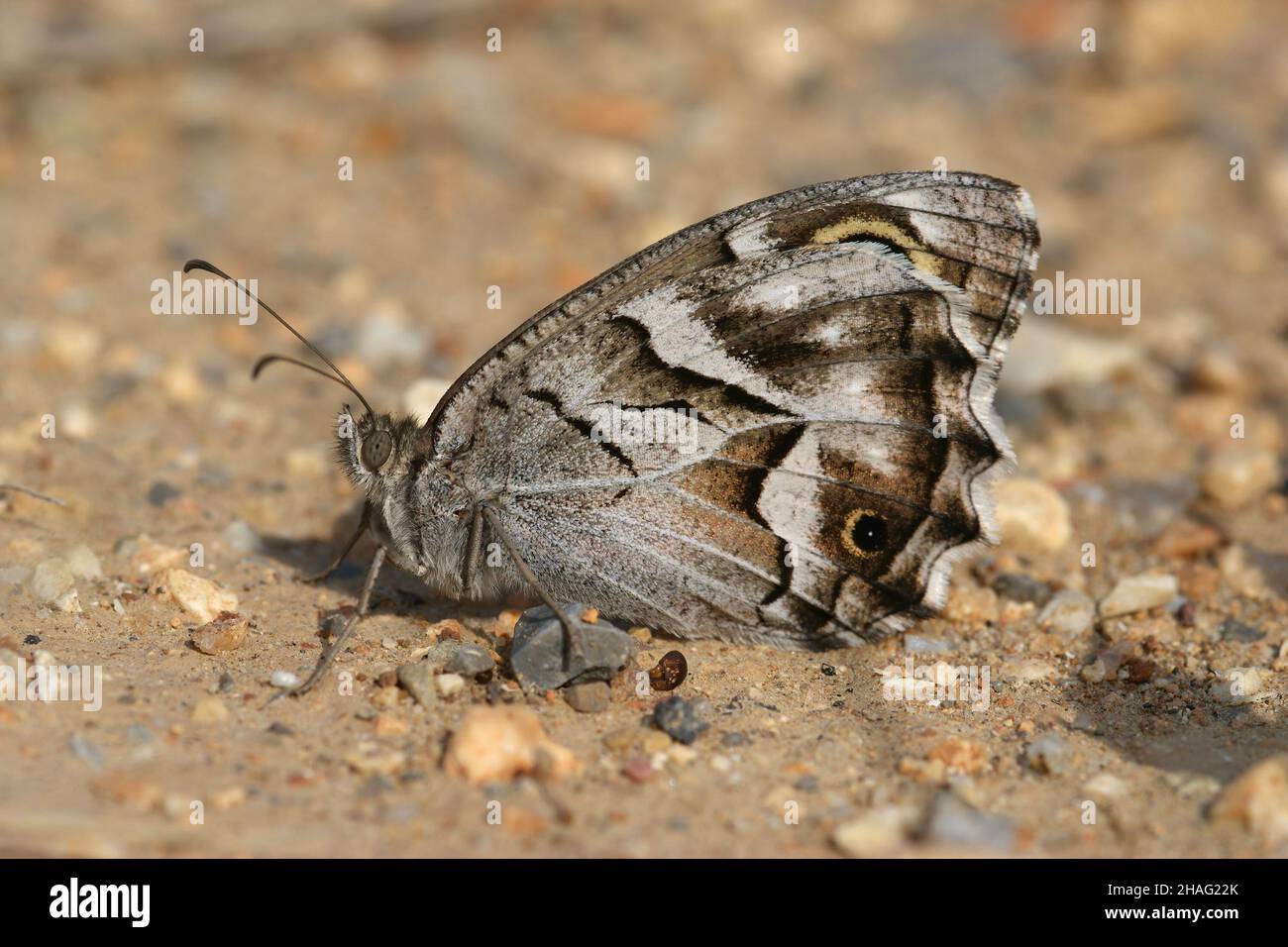 Macro of the Striped Grayling butterfly, Hipparchia fidia , From Gard, France Stock Photo