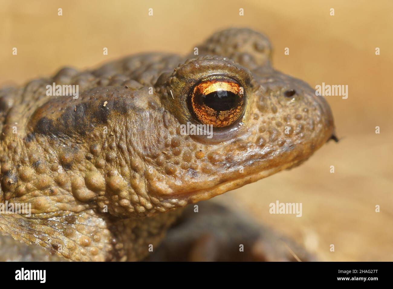 A lateral closeup of the head of a common toad , Bufo bufo Stock Photo
