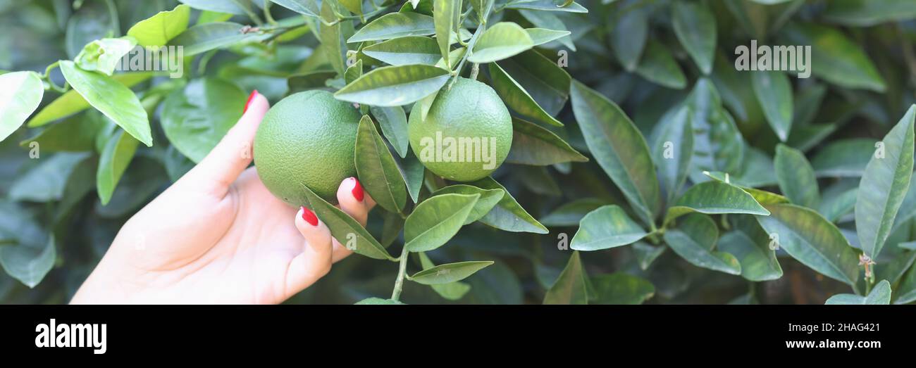 Female hand holds green unripe orange on tree in garden Stock Photo