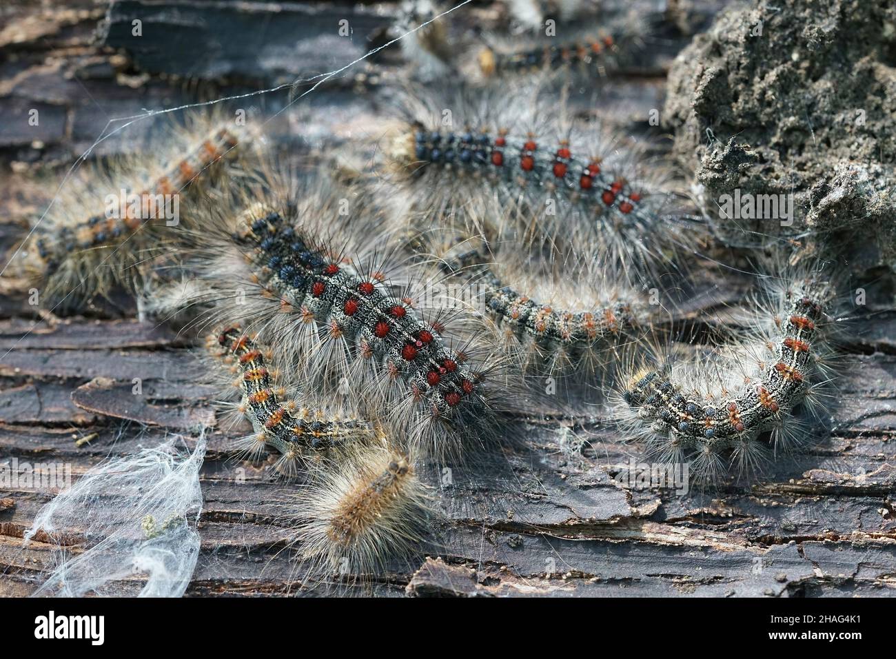Closeup of caterpillars of the gypsy moth , Lymantria dispar on bark of a tree Stock Photo