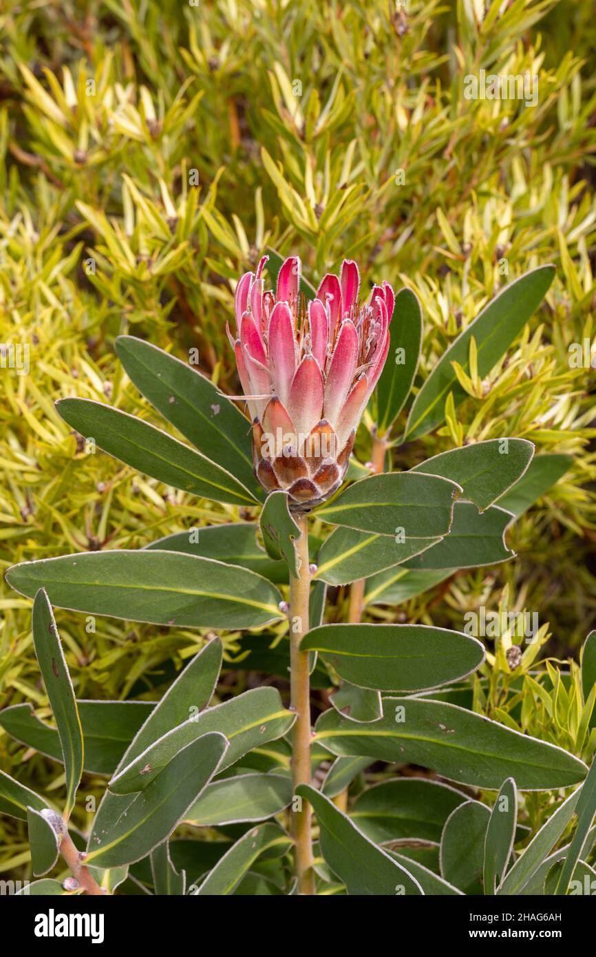 South African Wildflower: Portrait of a Protea taken in nature close to Napier in the Western Cape of South Africa Stock Photo