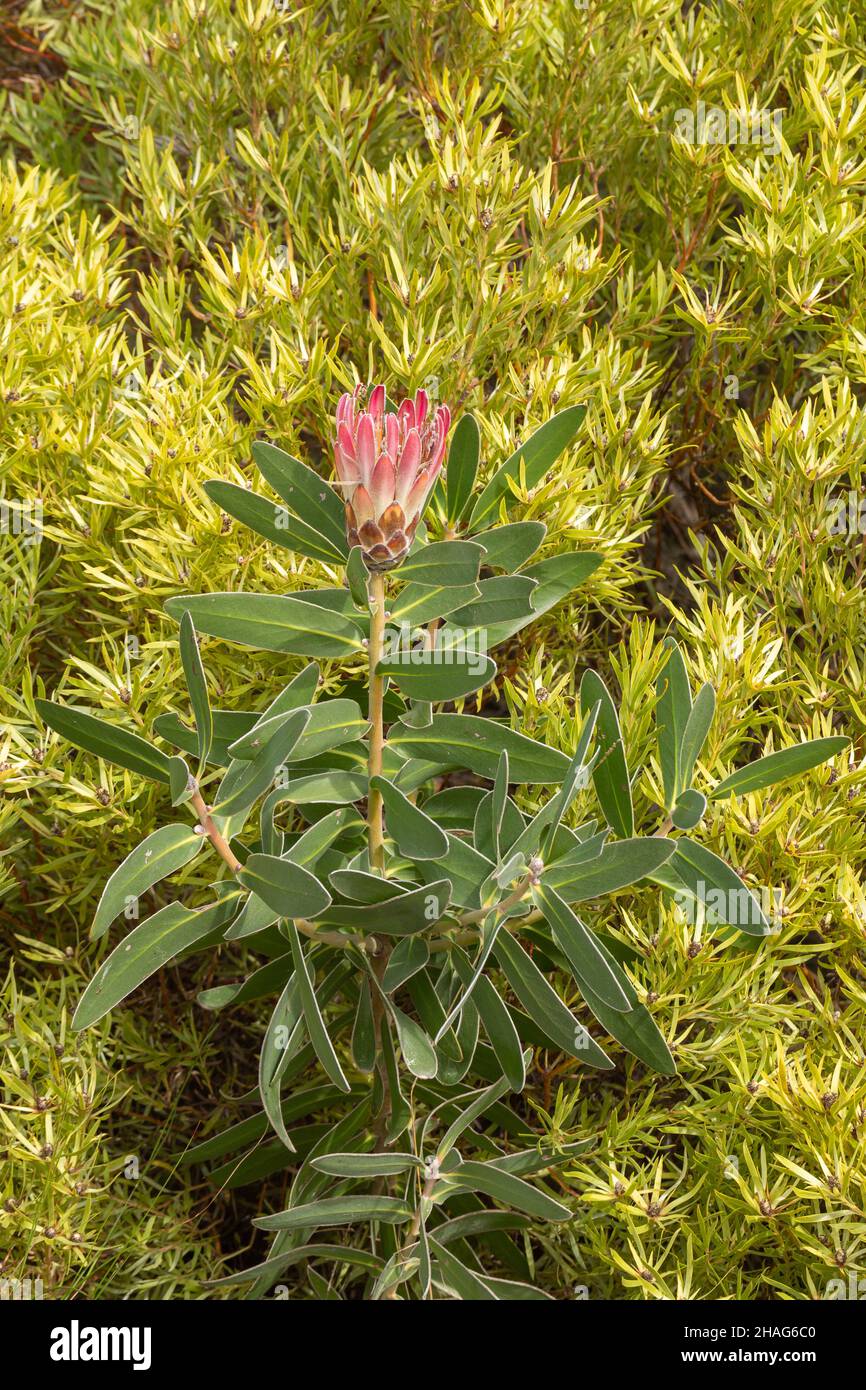 Single Flower of a Protea in natural habitat near Napier in the Western Cape of South Africa Stock Photo