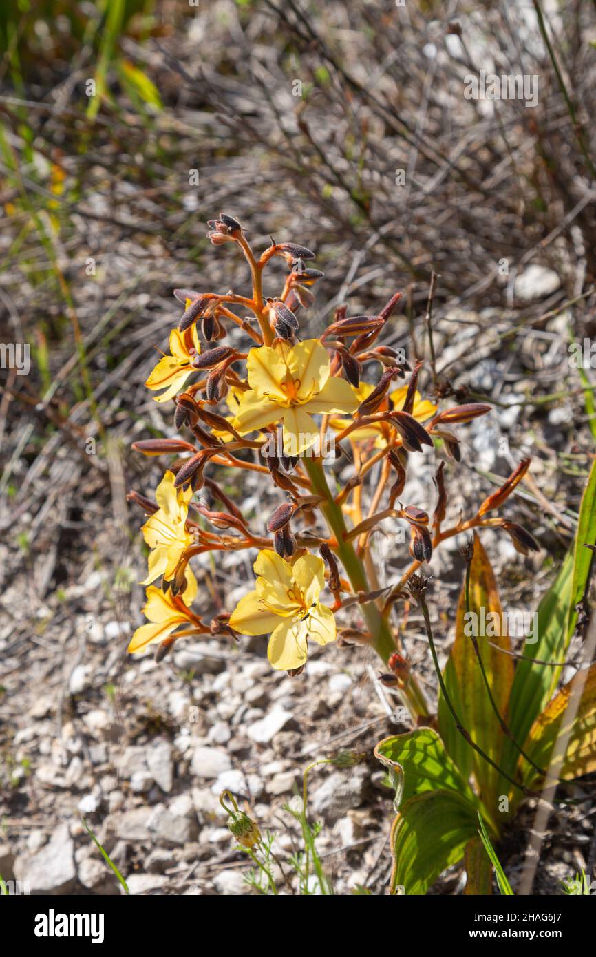 Yellow flowered Wachendorfia seen near Stanford in the Western Cape of South Africa Stock Photo