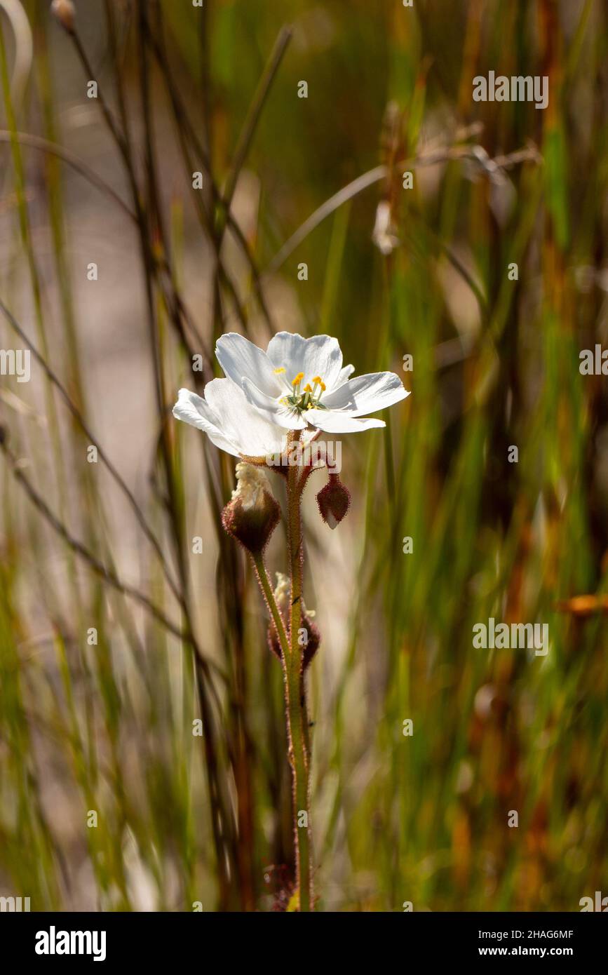 two white flowers of Drosera cistiflora seen in natural habitat near Stanford in the Western Cape of South Africa Stock Photo