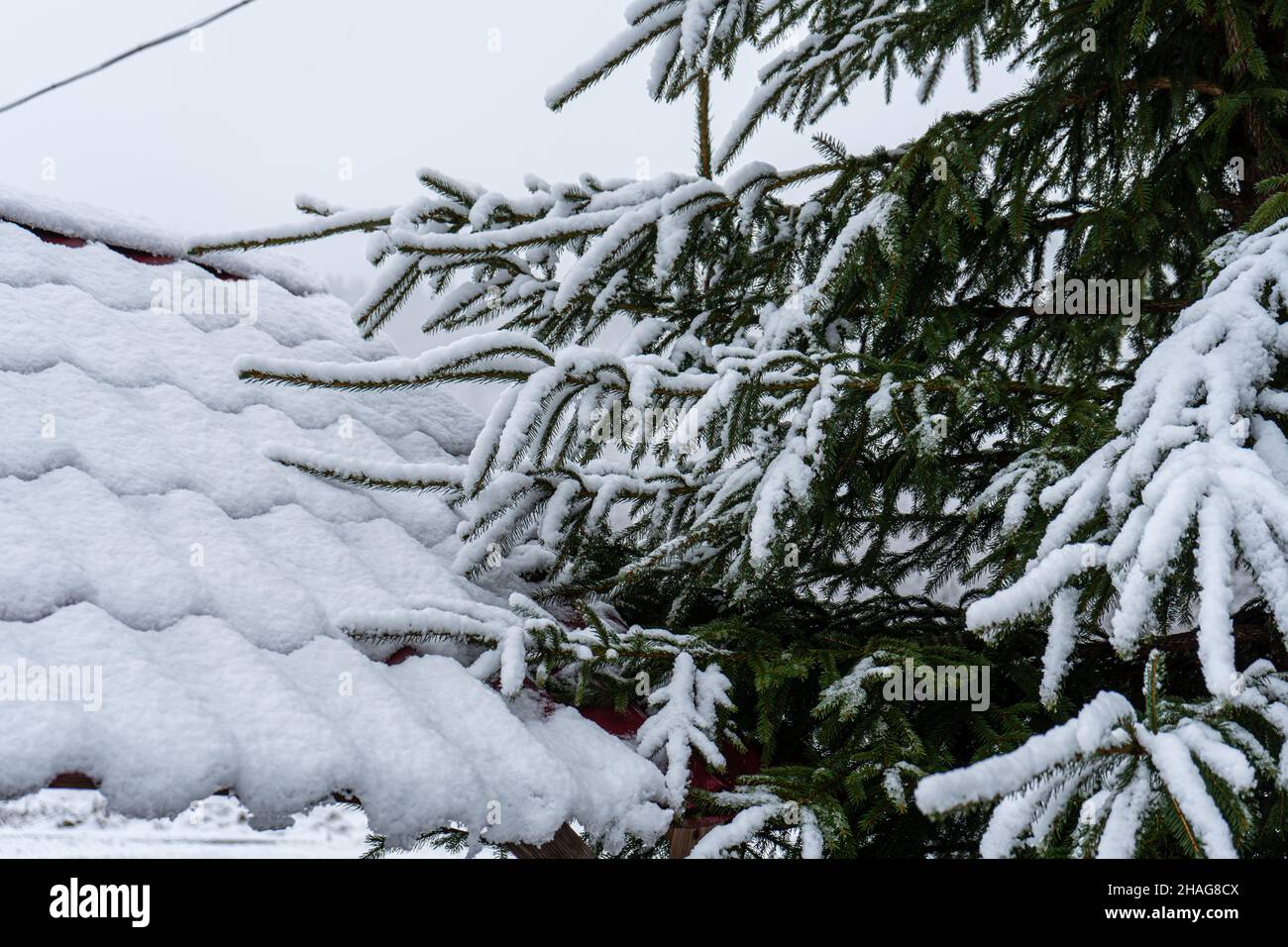 Snow covered pine tree, Carpathians mountains Stock Photo - Alamy