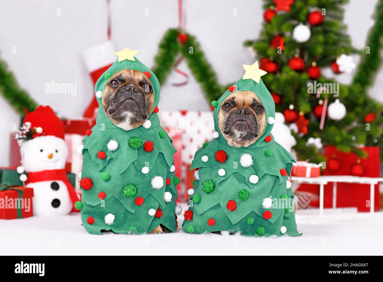 Pair of French Bulldog dogs wearing Christmas tree costumes between Christmas trees and gift boxes Stock Photo
