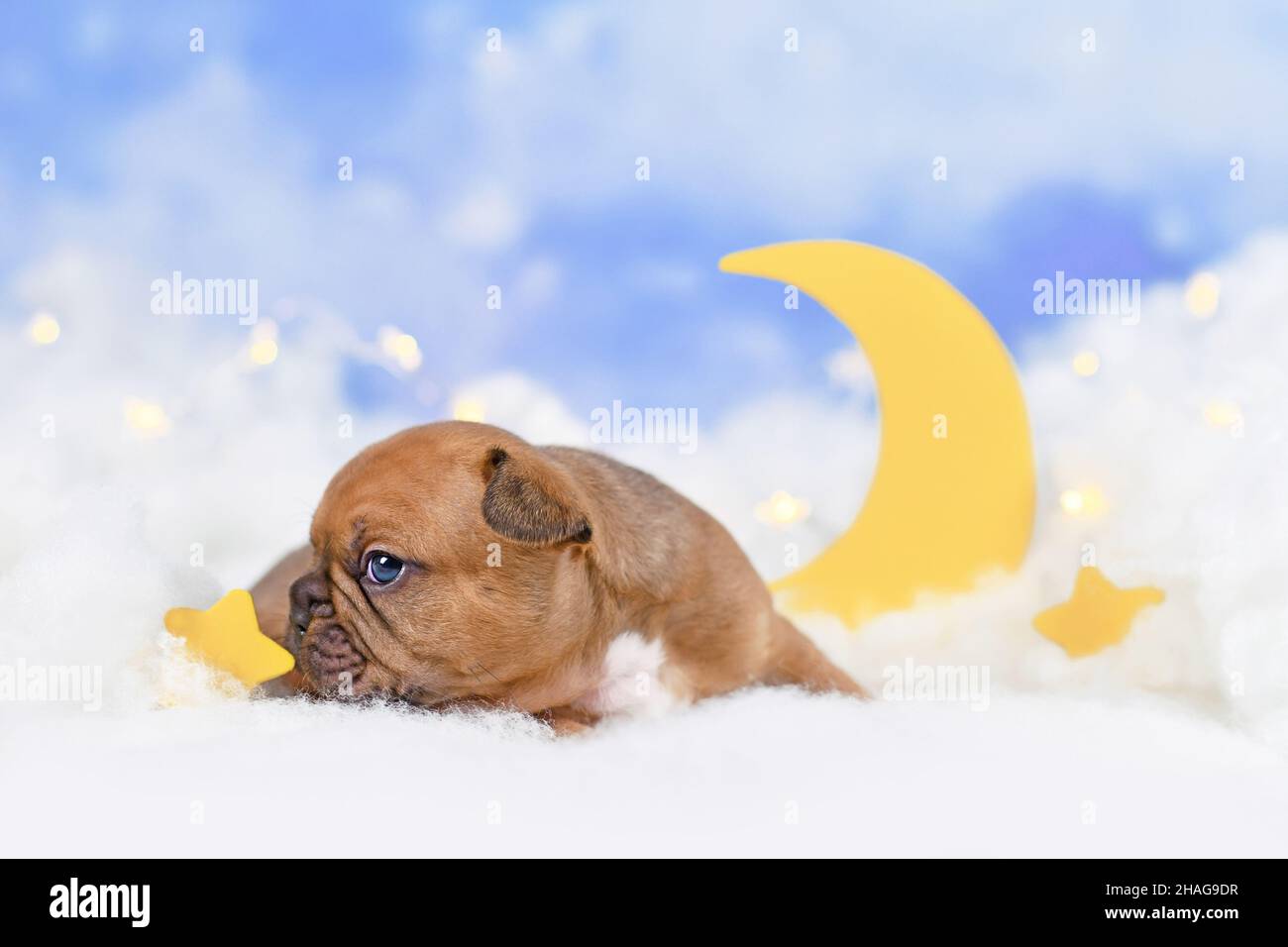 How Are Moon Dogs Formed