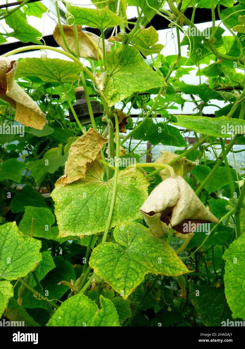 Cucumber leaves are affected by powdery mildew. Plant leaf disease. Cucumber  disease. False powdery mildew Stock Photo - Alamy