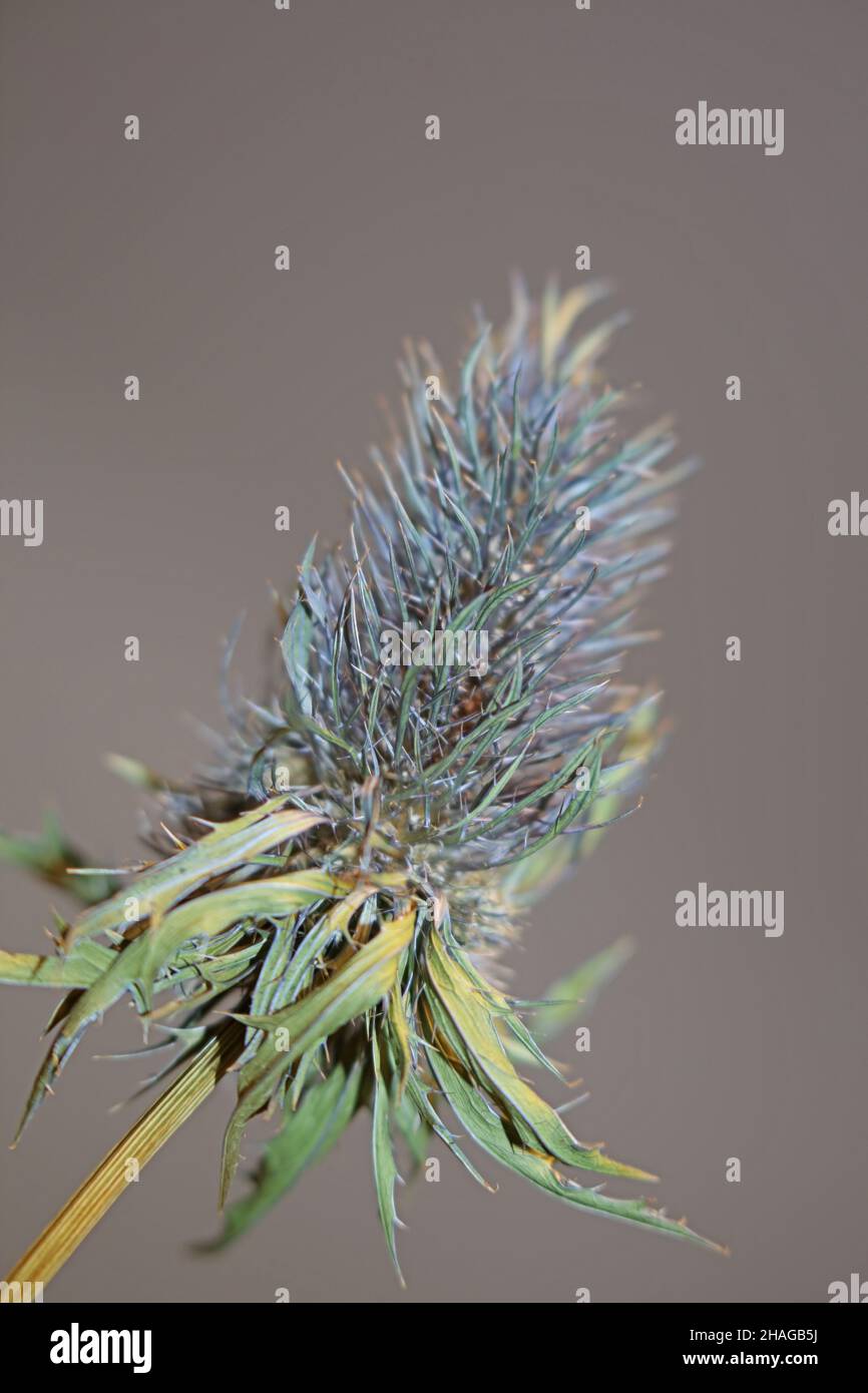 Wild dried flower close up eryngium alpinum family apiaceae background