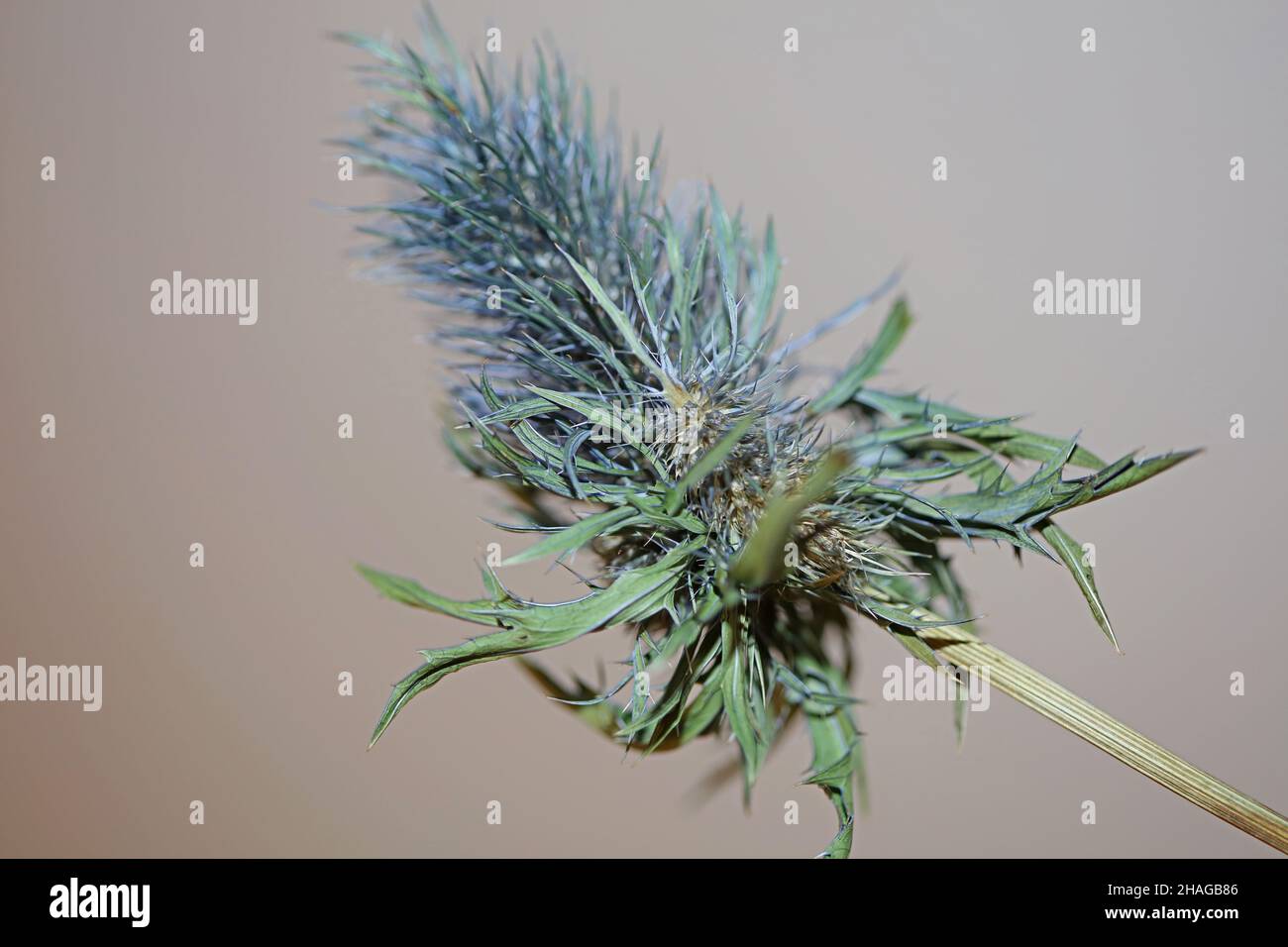 Wild dried flower close up eryngium alpinum family apiaceae background