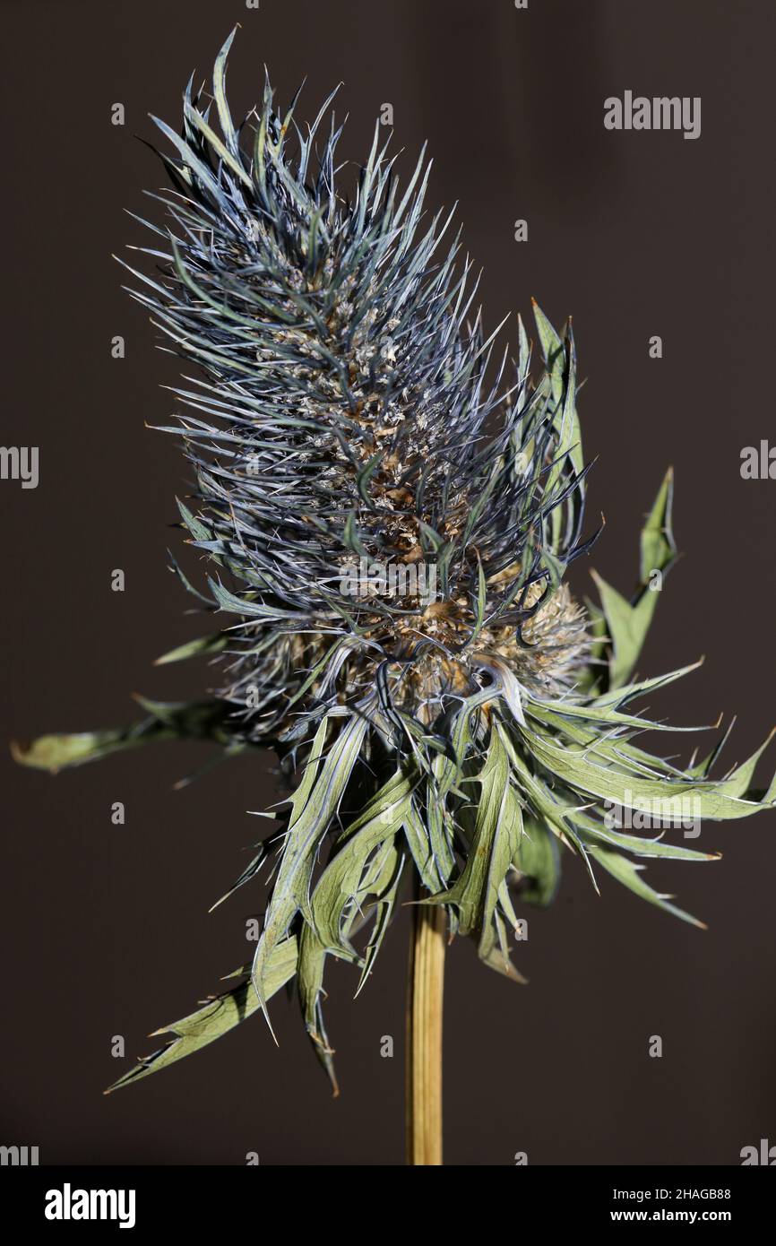 Wild dried flower close up eryngium alpinum family apiaceae background