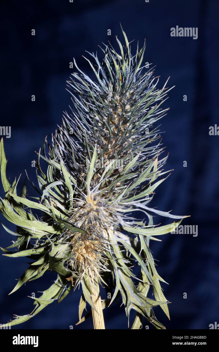 Wild dried flower close up eryngium alpinum family apiaceae background