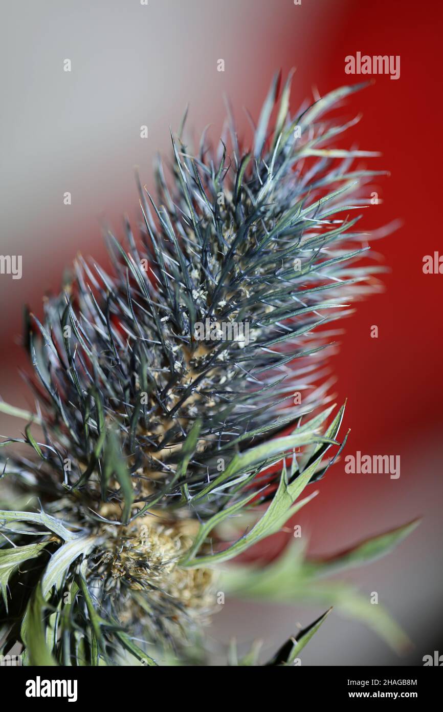 A close up of some dried plants with some white flowers · Free Stock Photo