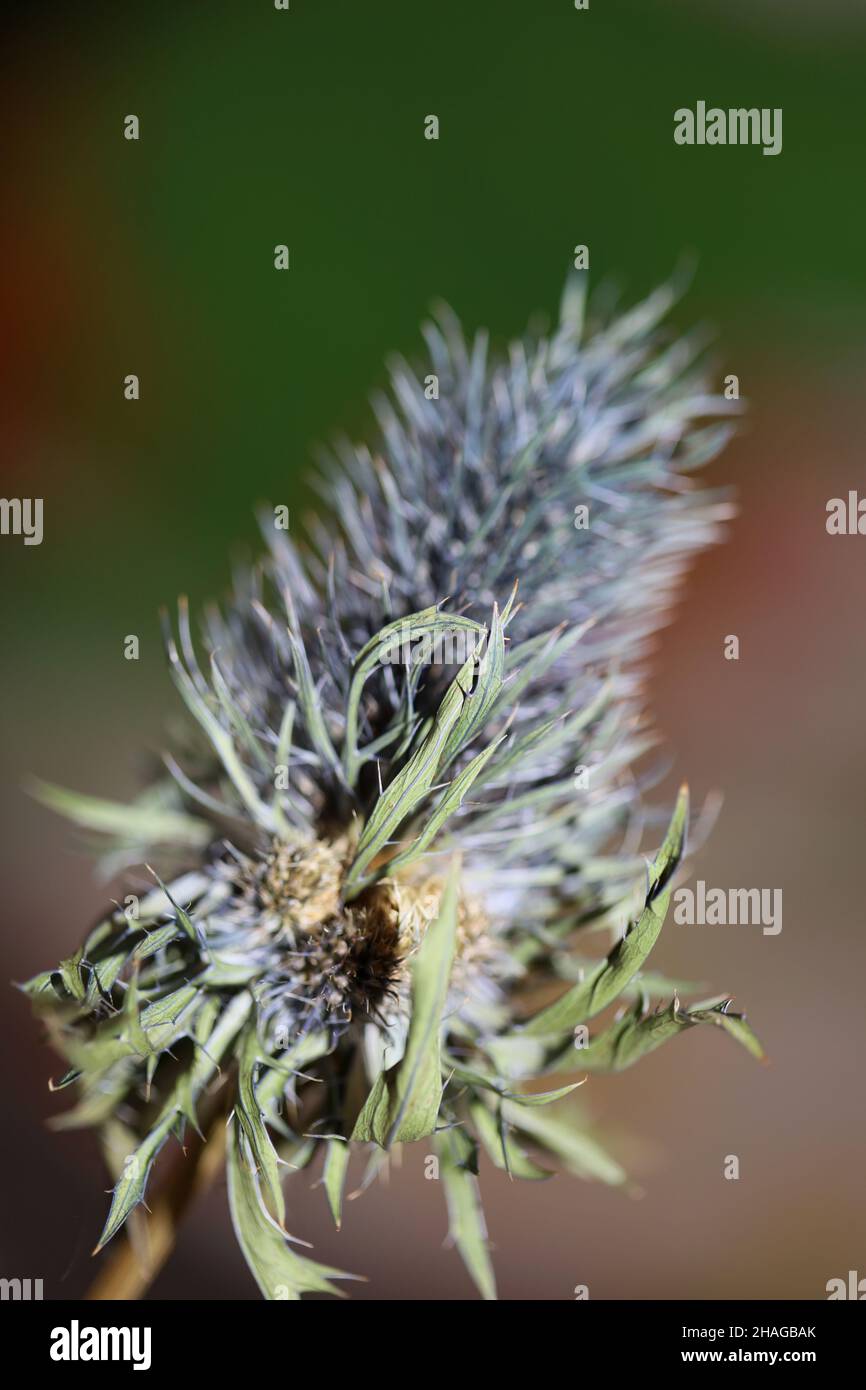 Wild dried flower close up eryngium alpinum family apiaceae background