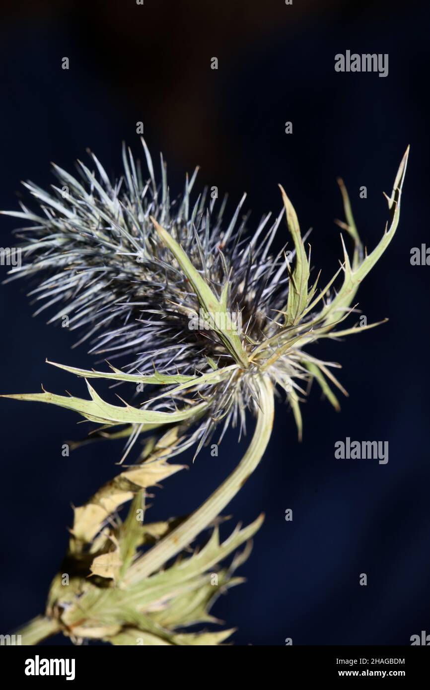 Wild dried flower close up eryngium alpinum family apiaceae background